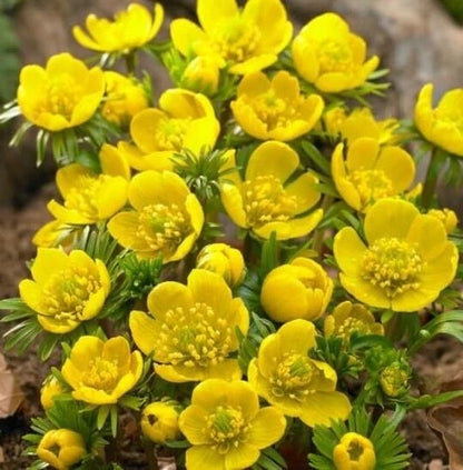 Winter Aconite Flower Bulbs Eranthis Cilicica