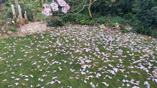 Princess Tree Paulownia Fortunei – Flowering Garden Tree Seeds