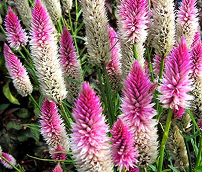 Celosia Celosia Spicata – Flamingo Garden Flower Seeds