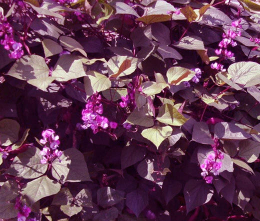 Hyacinth Bean Lablab Purpureus – Red Leaved Vegetable Seeds