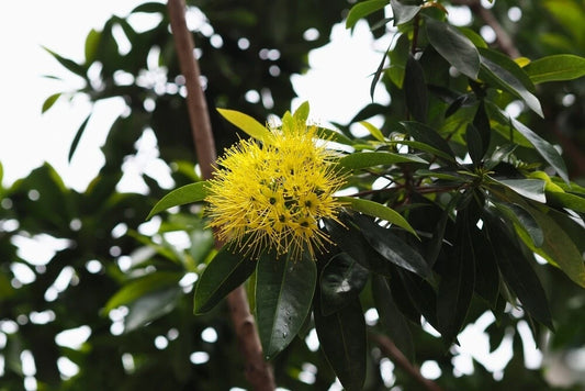 Dwarf Golden Penda Seeds for Planting (30 Seeds) - Xanthostemon chrysanthus