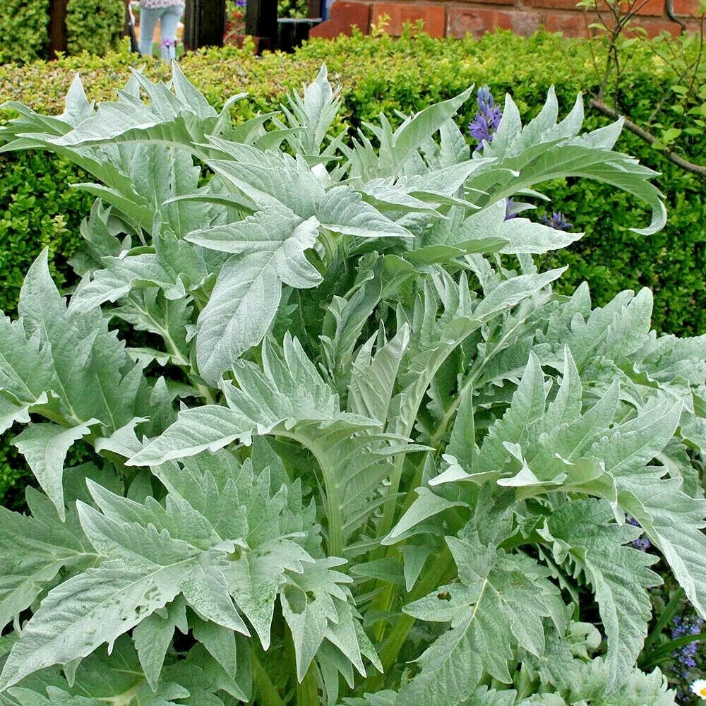 Cardoon Cynara Cardunculus – Hardy Perennial Vegetable Seeds