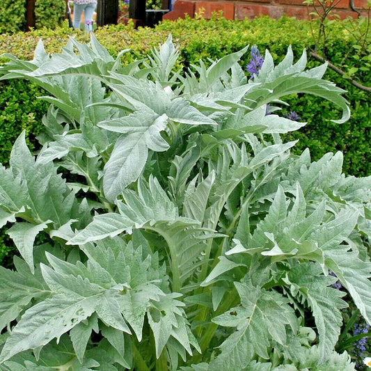 Cardoon Cynara Cardunculus – Hardy Perennial Vegetable Seeds