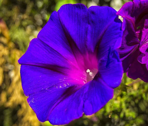 Morning Glory Grandpa Ott Ipomoea Purpurea – Climbing Garden Flower Seeds