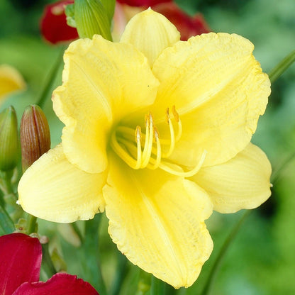 Yellow Stella De Oro Daylily Perennial Garden Flower Seeds