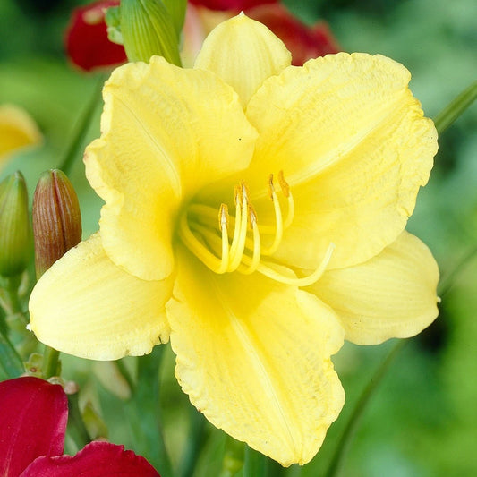 Yellow Stella De Oro Daylily Perennial Garden Flower Seeds