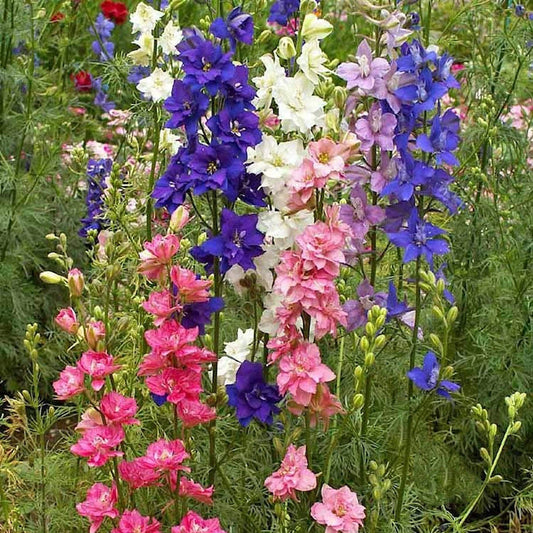 Imperial Mixed Rocket Larkspur Colorful Garden Flower Seeds