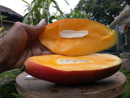 Graftedd Mangifera Indica Red Invory Fruit Tree – Hardy Fruit Tree Seeds