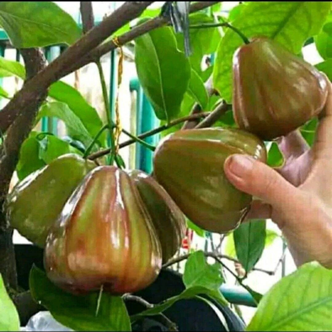 Syzygium Aqueum King Rose Fruit Tree Seeds