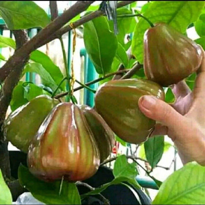 Syzygium Aqueum King Rose Fruit Tree Seeds
