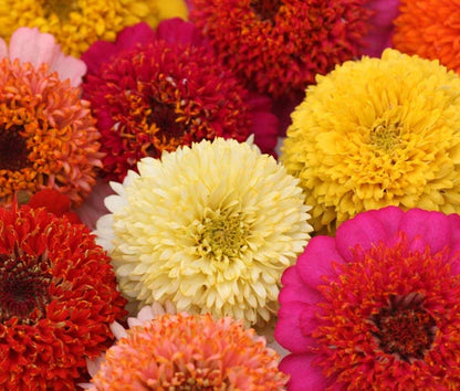 Zinnia Zinnia Elegans – Scabiosa Flowered Garden Flower Seeds