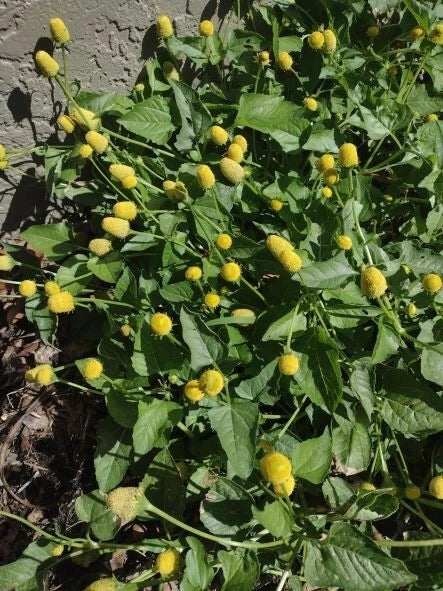 Paracress Spilanthes Flowering Herb Garden Seeds