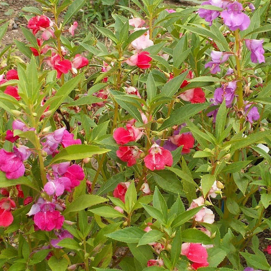 Mixed Camelia Flowered Balsam Impatiens – Colorful Wildflower Garden Seeds