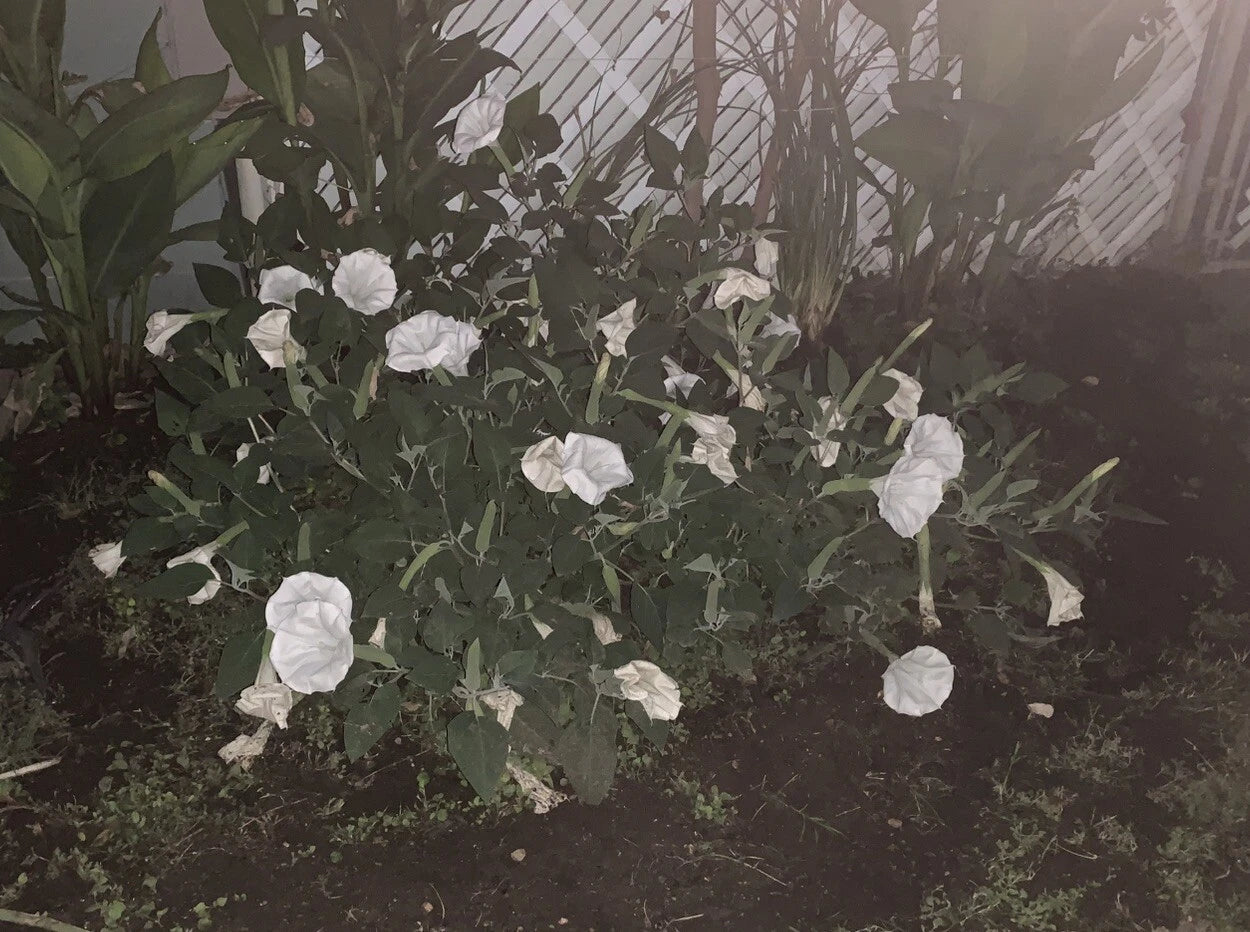 White Moonflower Morning Glory – Night Blooming Vine Flower Seeds