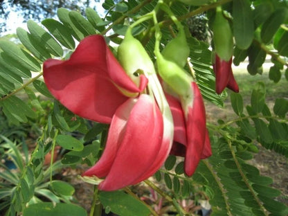 Sesbania Grandiflora Scarlet Wisteria Hummingbird Tree Seeds