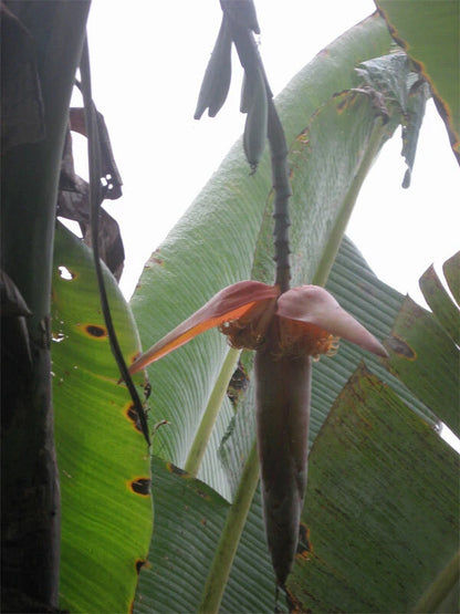 Musa Nagensium Ornamental Banana Tree Seeds