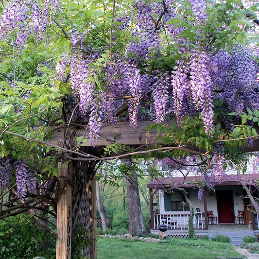 Wisteria Sinensis Fragrant Hardy Climbing Vine Seeds