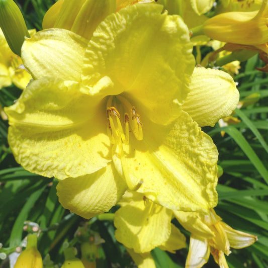 Yellow Stella De Oro Daylily – Perennial Garden Flower Seeds