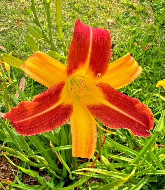 Caballero Daylily Hemerocallis Perennial Garden Flower Seeds