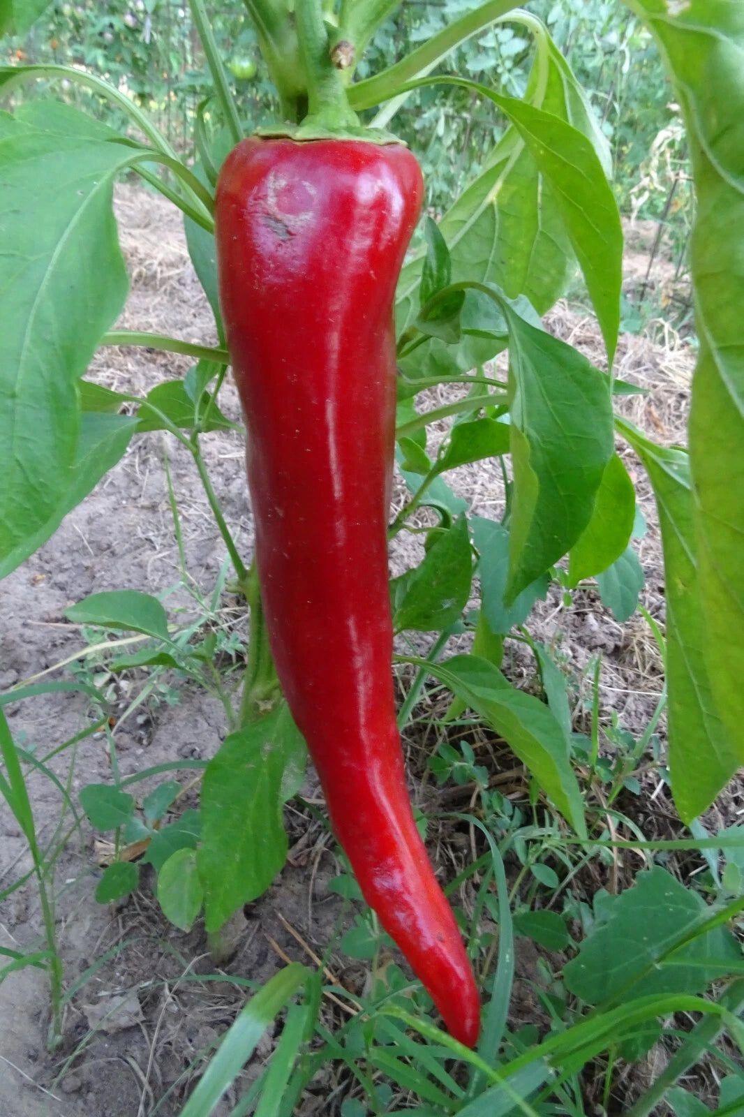 Bridge to Paris Sweet Pepper – Heirloom Vegetable Garden Seeds