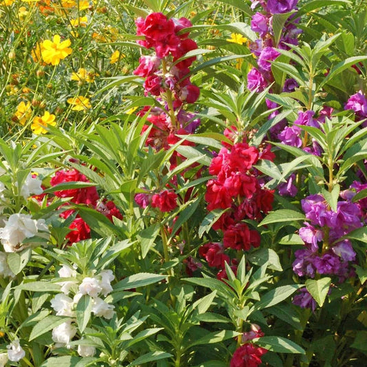 Mixed Camelia Flowered Balsam Impatiens Colorful Wildflower Garden Seeds