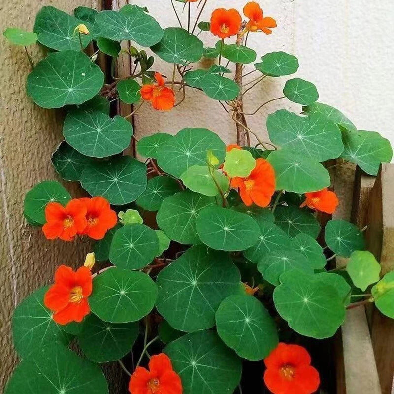 Nasturtium Whirlybird Fragrant Edible Flower Seeds