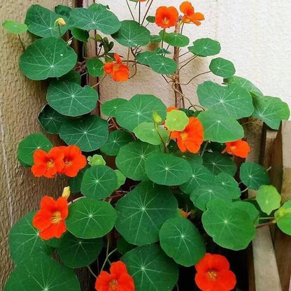 Nasturtium Whirlybird Fragrant Edible Flower Seeds