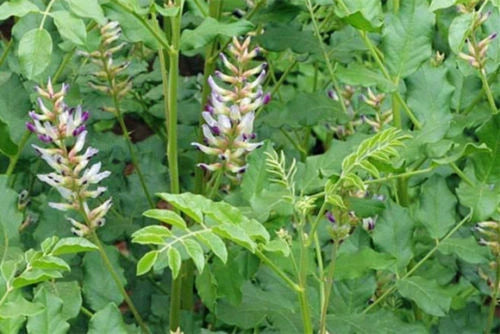 Licorice Glycyrrhiza Glabra Perennial Herb Garden Seeds