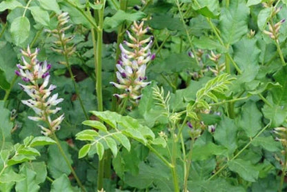 Licorice Glycyrrhiza Glabra Perennial Herb Garden Seeds