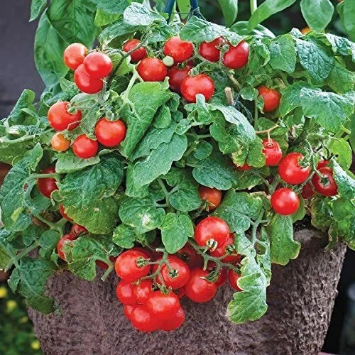 Tiny Tim Bonsai Tomato Dwarf Heirloom Seeds for Planting