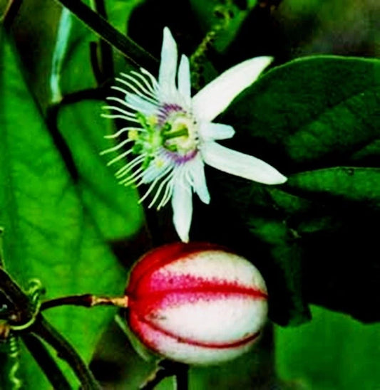Red Passiflora Rubra Climbing Flower Seeds