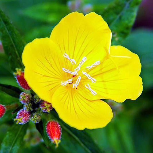 Yellow Evening Primrose Oenothera Hardy Wildflower Garden Seeds