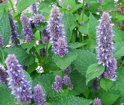 Anise Hyssop Blue Spike Agastache Foeniculum – Aromatic Herb Garden Seeds