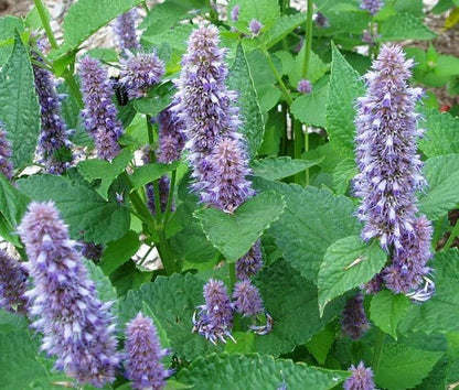 Anise Hyssop Blue Spike Agastache Foeniculum – Aromatic Herb Garden Seeds