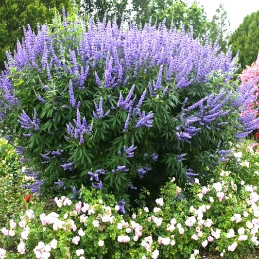 Lilac Chaste Tree Vitex Agnus Castus Fragrant Flower Seeds