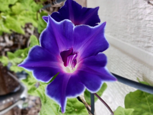 Morning Glory Blue Picotee Hardy Climbing Flower Seeds