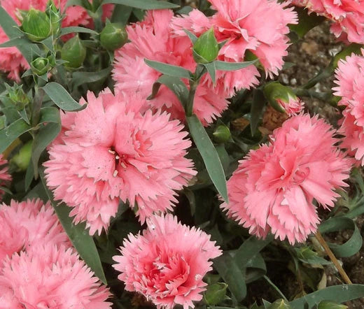 Carnation Chabaud La France Dianthus Caryophyllus – Perennial Garden Flower Seeds