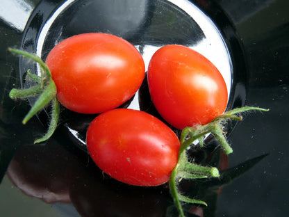 Candy of the Forbidden City Tomato – Heirloom Vegetable Seeds