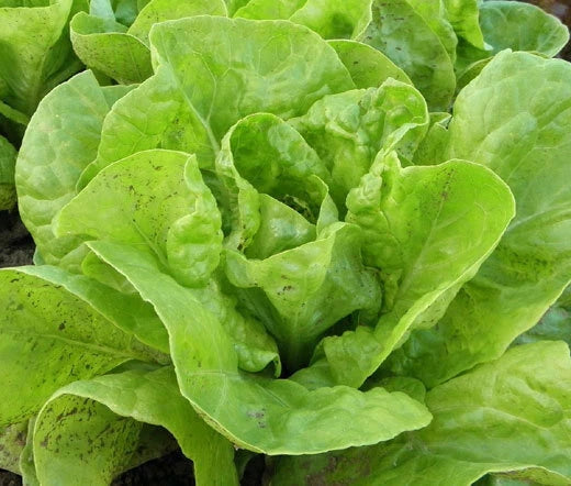 Lettuce Butterhead Bibb Slow Bolting Lactuca Sativa – Crisp Garden Vegetable Seeds