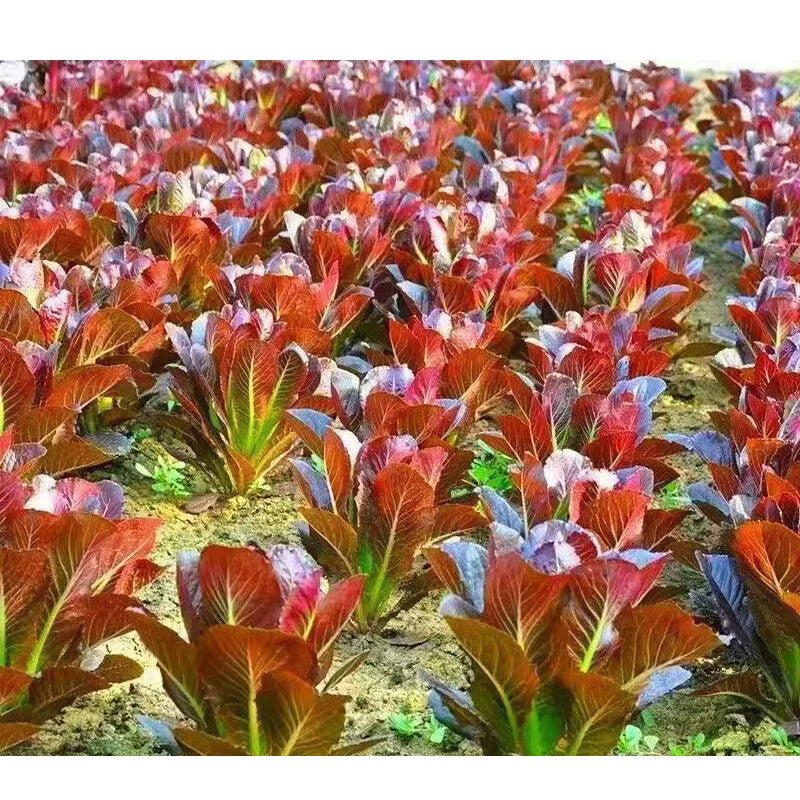 Red Romaine Lettuce – Vegetable Garden Seeds