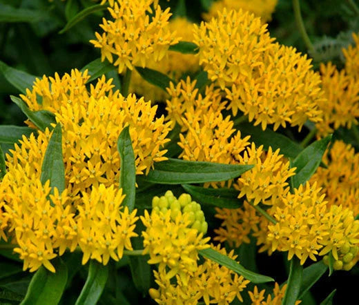 Butterfly Weed Asclepias Tuberosa – Colorful Garden Flower Seeds