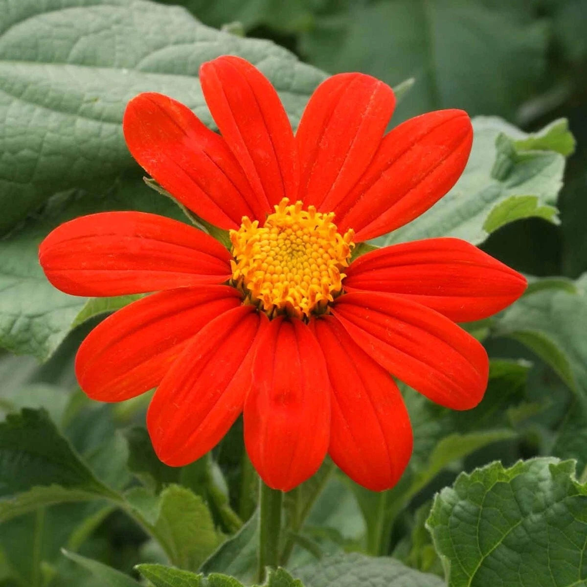 Mexican Sunflower Tithonia Rotundifolia – Colorful Wildflower Garden Seeds