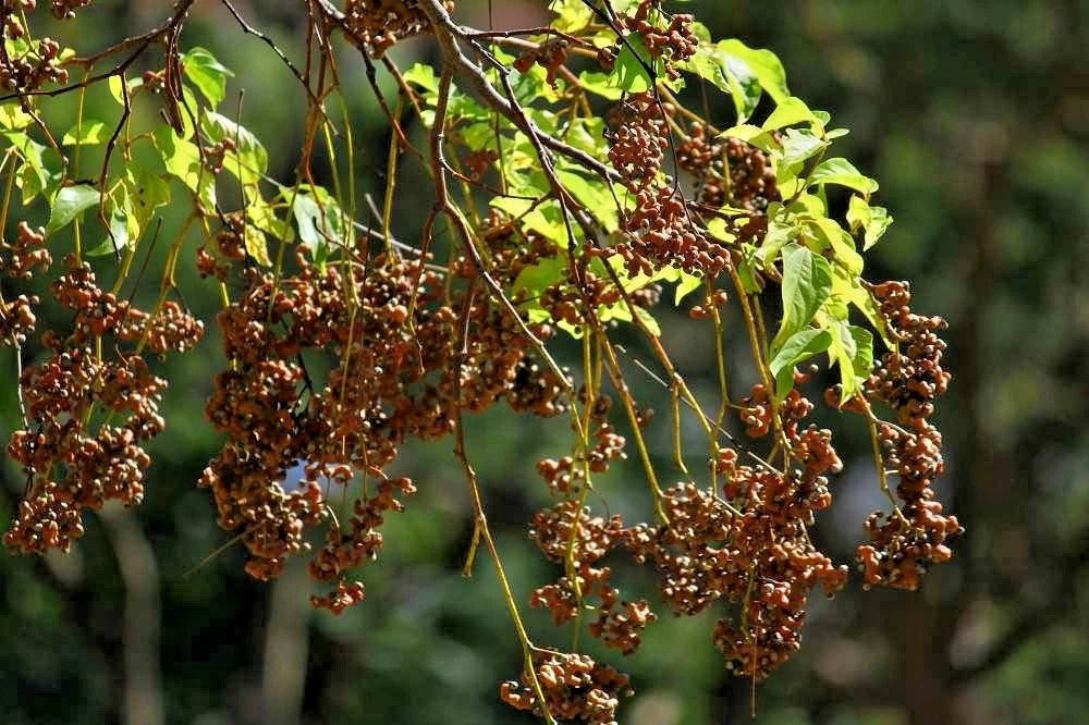 Japanese Raisin Tree Hovenia Dulcis – Fruit Tree Seeds