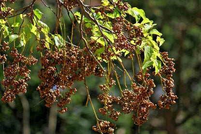 Japanese Raisin Tree Hovenia Dulcis – Fruit Tree Seeds