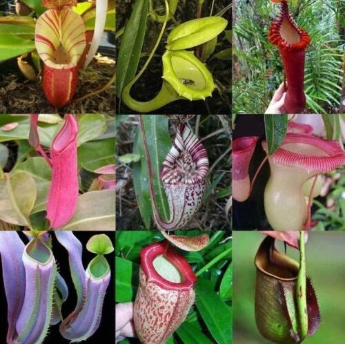 Nepenthes Macfarlanei ~ Spectacular Highland Large Pitcher Plant ~