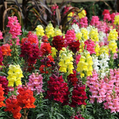 Antirrhinum Majus Maximum Mix – Perennial Snapdragon Seeds