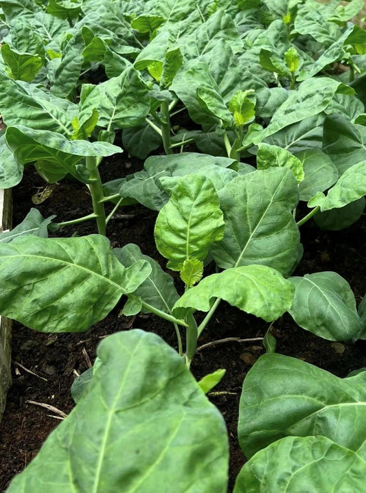 Chinese Broccoli Kailaan Seeds Heirloom Vegetable Seeds for Home and Garden
