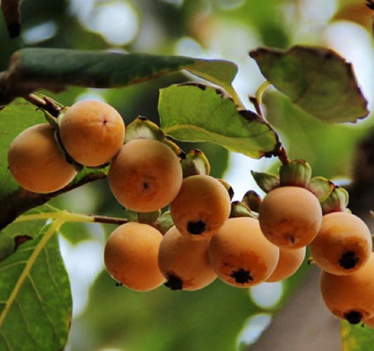 Date Plum Persimmon Seeds Diospyros Lotus Healthy Fruit Tree – Hardy Fruit Tree Seeds Product Image – High Quality Seeds for Gardeners
