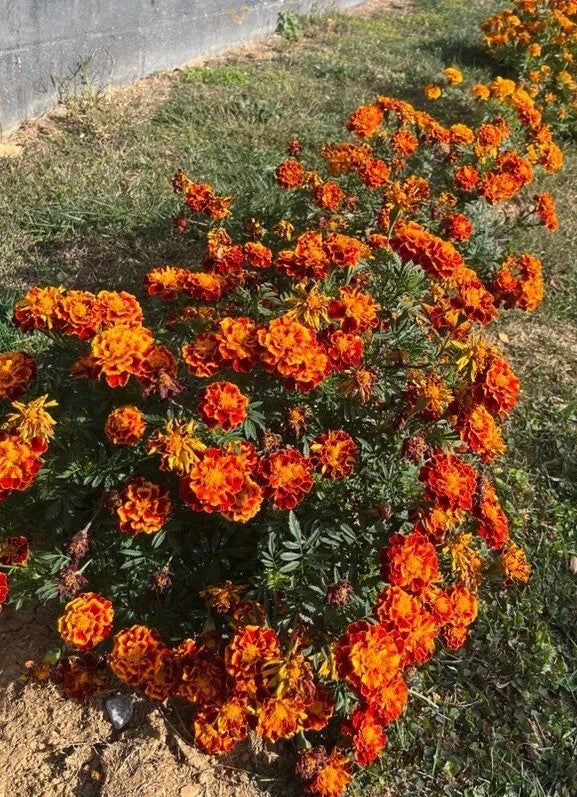 French Marigold Red Orange Mix – Colorful Garden Flower Seeds