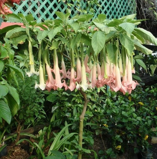 Brugmansia Ecuador Pink Flower Seeds for Planting